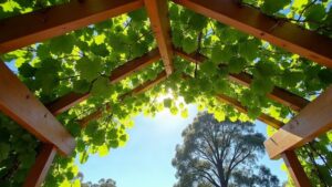 Looking up through a timber pergola covered in fresh green grapevine leaves, with sun filtering through and a gum tree beyond